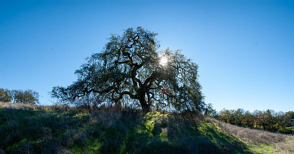 JimKPhoto_DCS8123-Pano