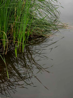 Spring Lake